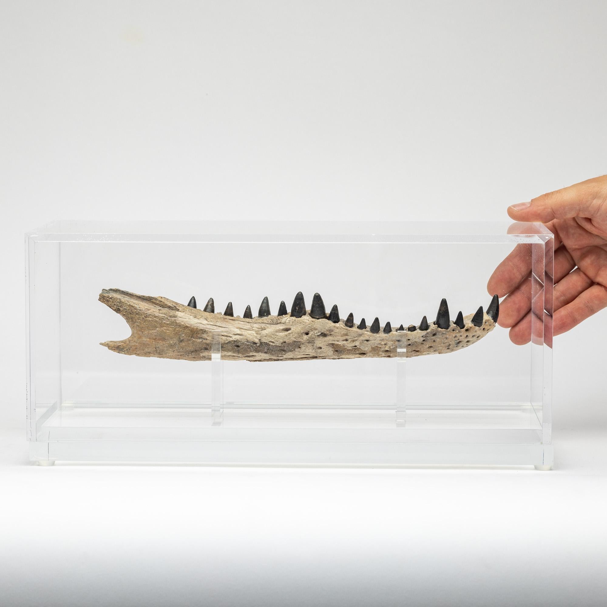 Contemporary Crocodile Jaw  mounted on custom acrylic base For Sale