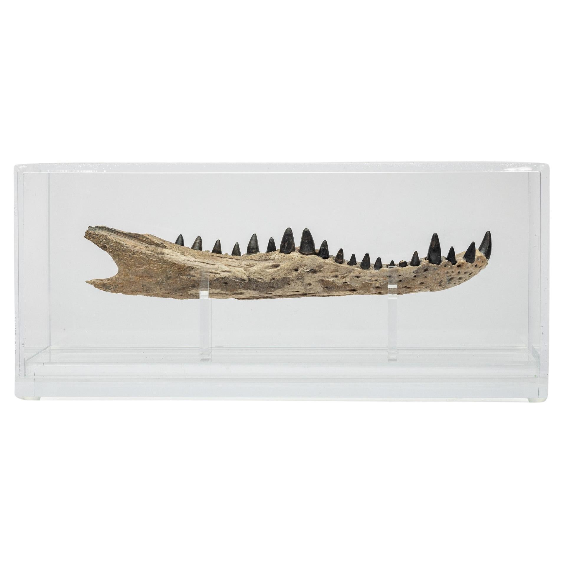 Crocodile Jaw  mounted on custom acrylic base
