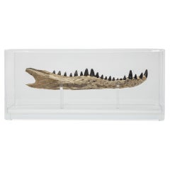 Crocodile Jaw  mounted on custom acrylic base