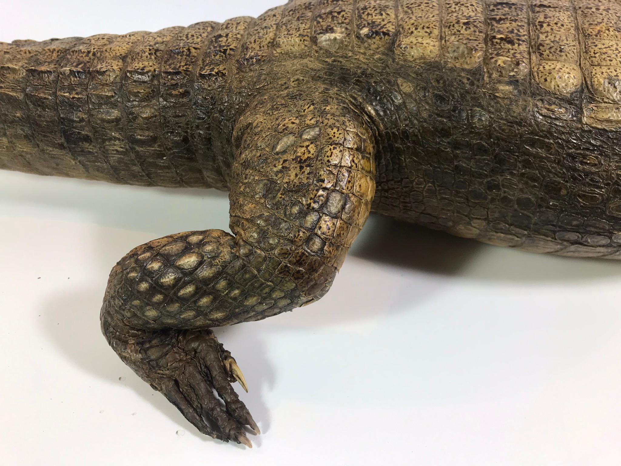 Crocodile Taxidermy, circa 1930 For Sale 2