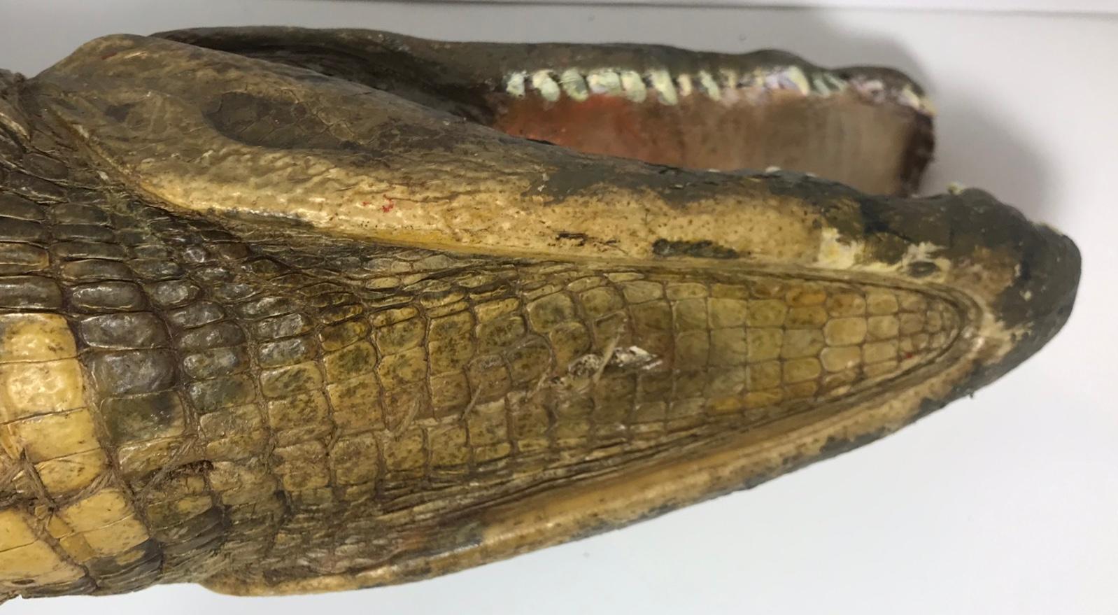 Crocodile Taxidermy, circa 1930 For Sale 3