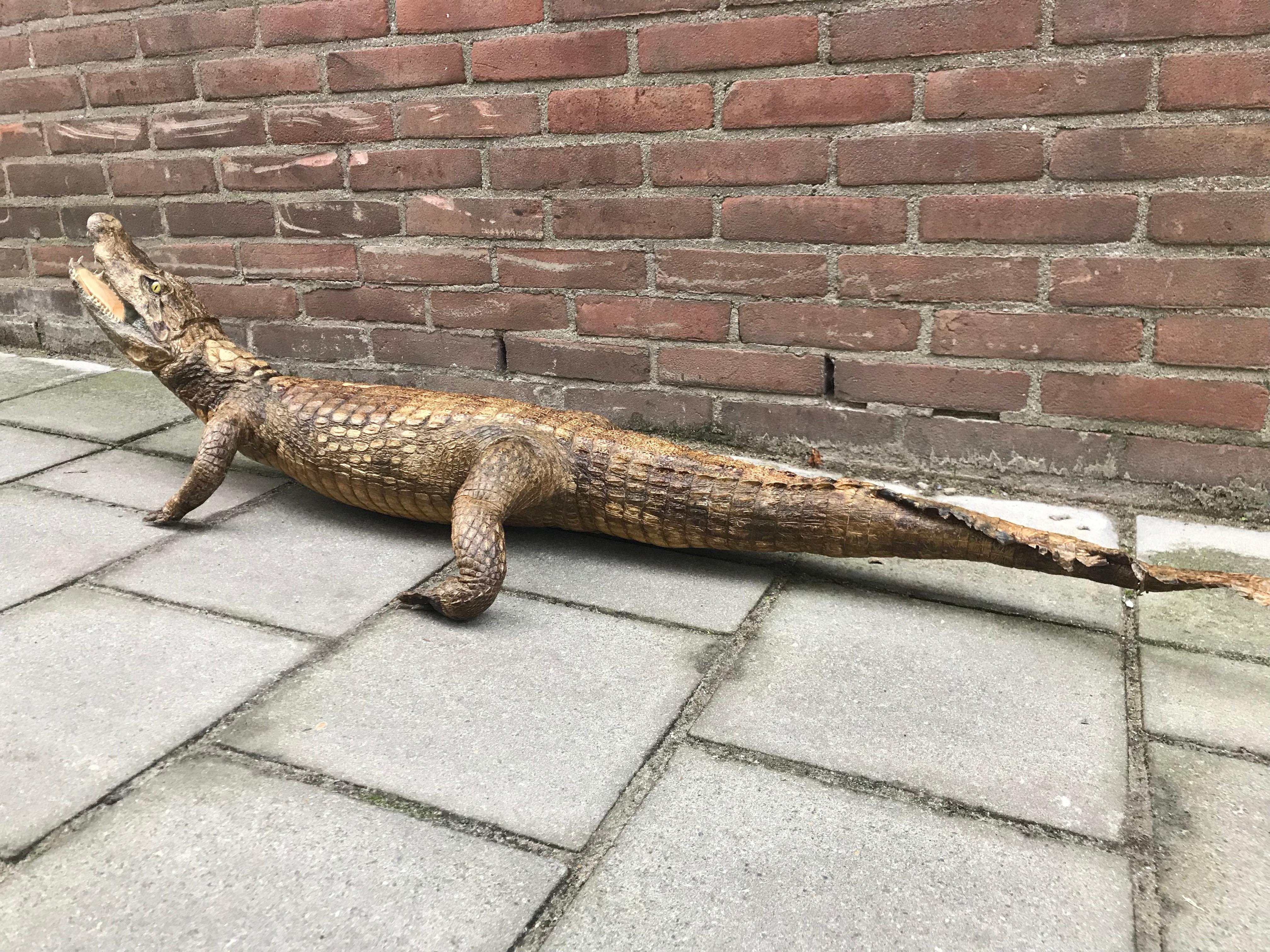 Crocodile Taxidermy, circa 1930 For Sale 5