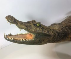 Crocodile Taxidermy, circa 1930