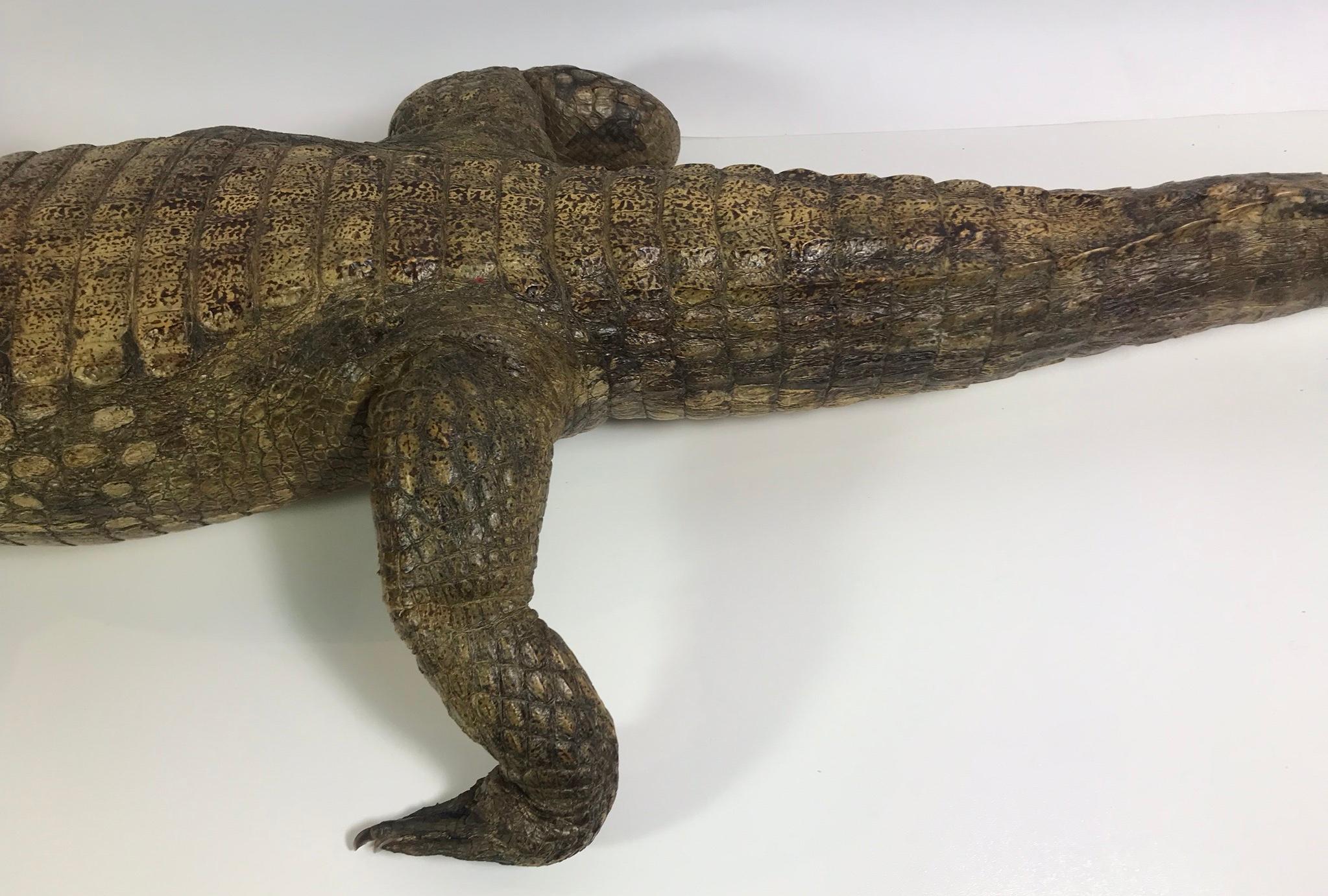 American Crocodile Taxidermy, circa 1930 For Sale