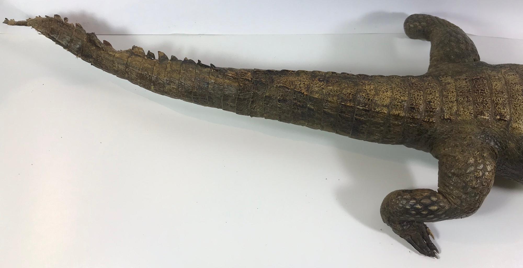 20th Century Crocodile Taxidermy, circa 1930 For Sale