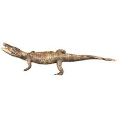 Crocodile Taxidermy, circa 1930