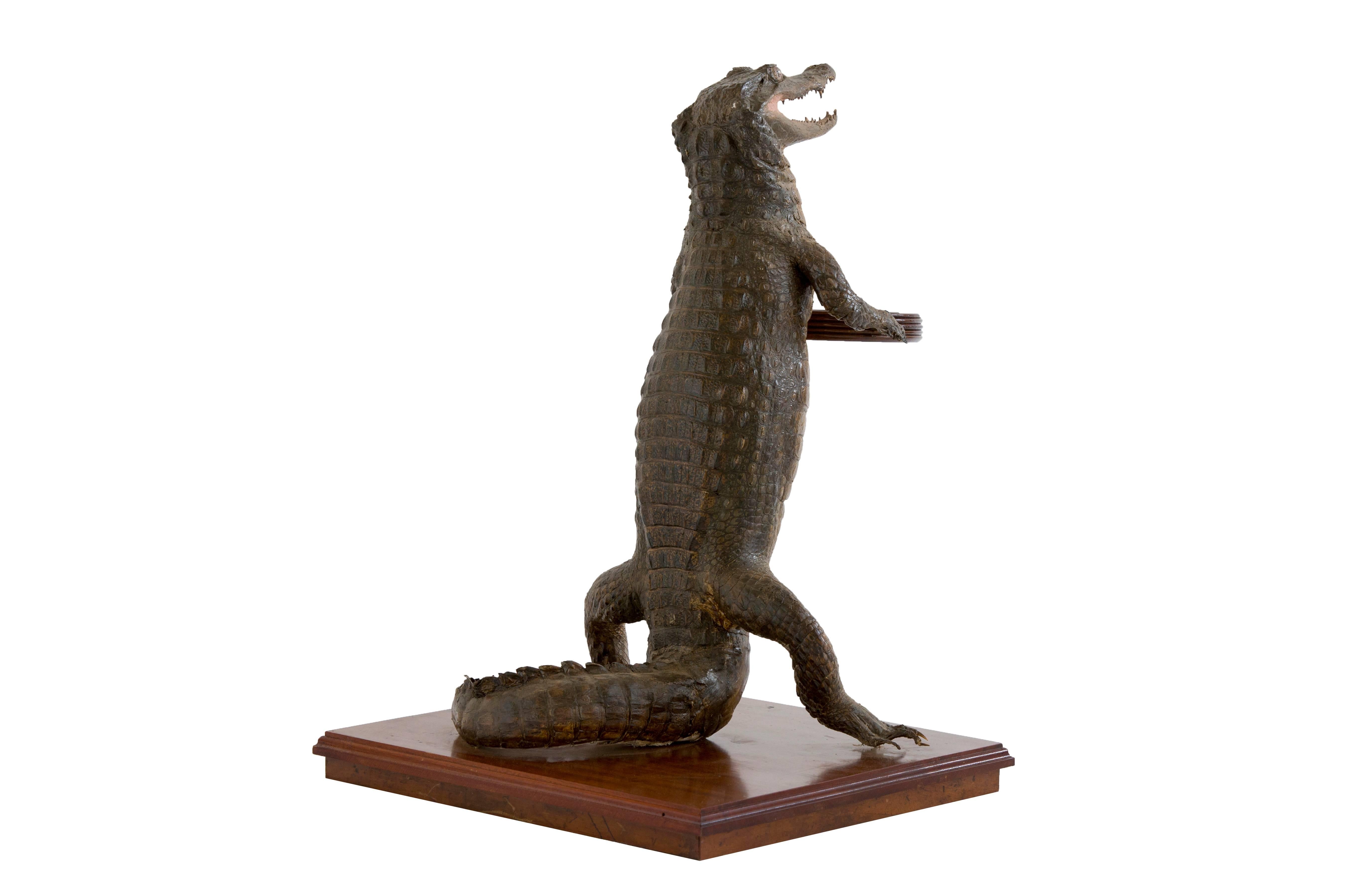 These amusing Victorian taxidermy studies of crocodiles holding card trays are rare classics of the late 19th century when there was in interest in all aspects of the natural world. They are shown in this whimsical manner as a waiter.