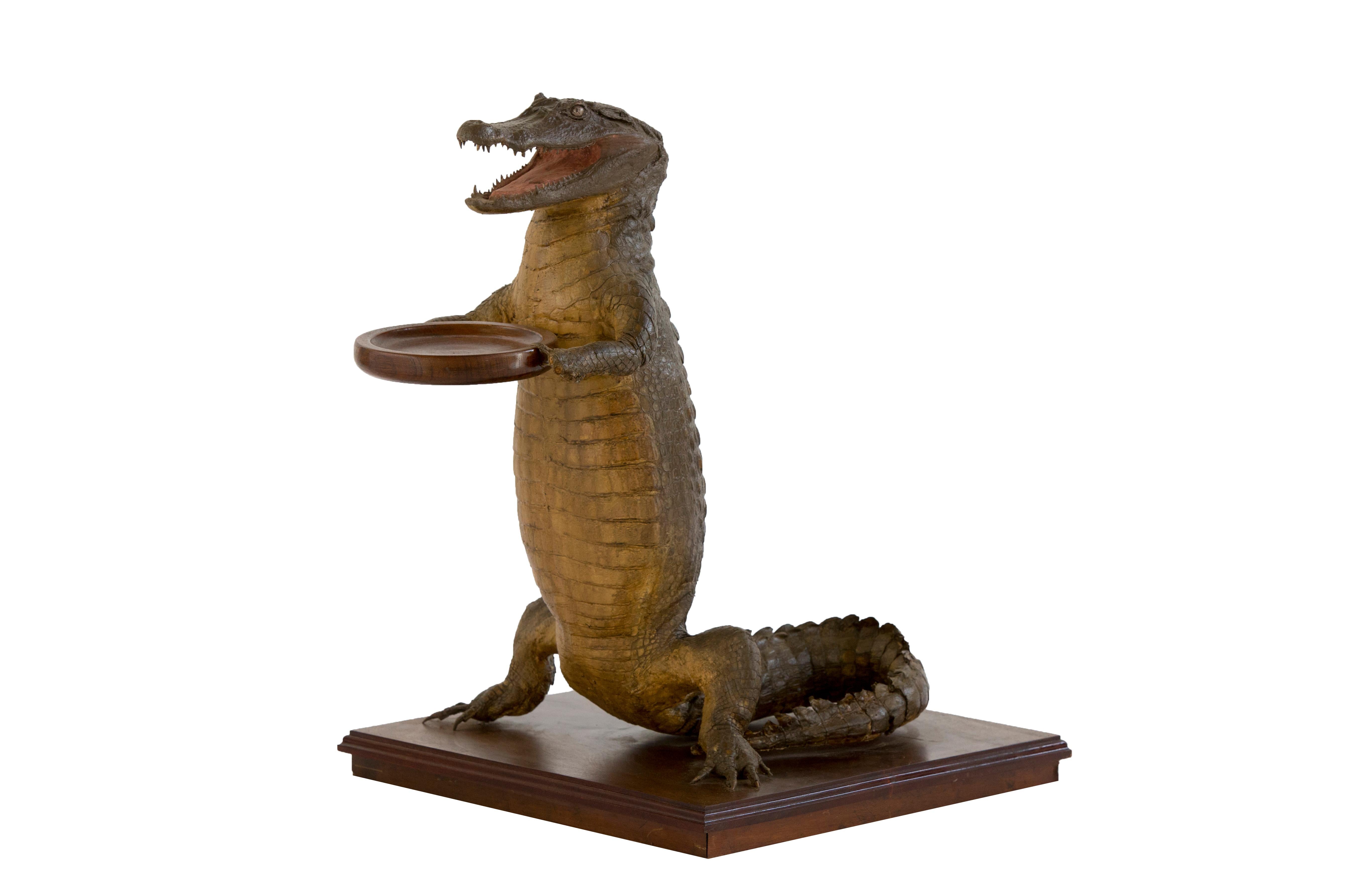 These amusing Victorian taxidermy studies of crocodiles holding card trays are rare classics of the late 19th century when there was in interest in all aspects of the natural world. They are shown in this whimsical manner as a waiter.

*Further