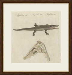 Crocodile with a Study of Its Skull, Antique Bertuch Print, Vienna, circa 1809