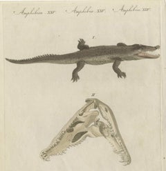 Crocodile with a Study of Its Skull, Antique Bertuch Print, Vienna, circa 1809