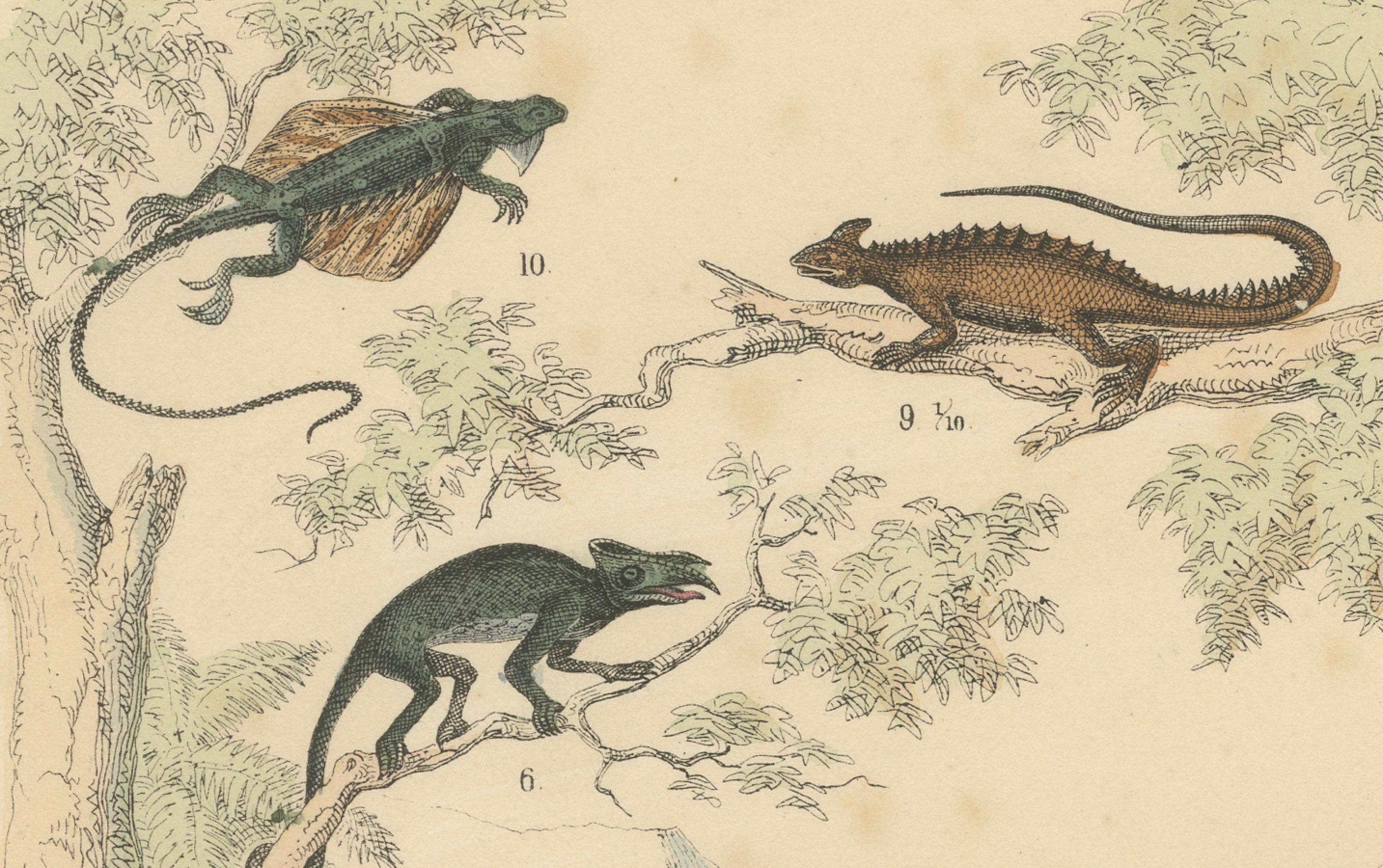 Crocodiles, Lizards & Reptiles Print: Alligator, Monitor, Iguana – Antique 1867

This striking antique print depicts crocodiles, alligators, lizards, monitors, and iguanas, rendered in detailed hand-coloured engravings. It originates from the Atlas