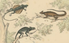 Crocodiles, Lizards & Reptiles Print: Alligator, Monitor, Iguana – Antique 1867
