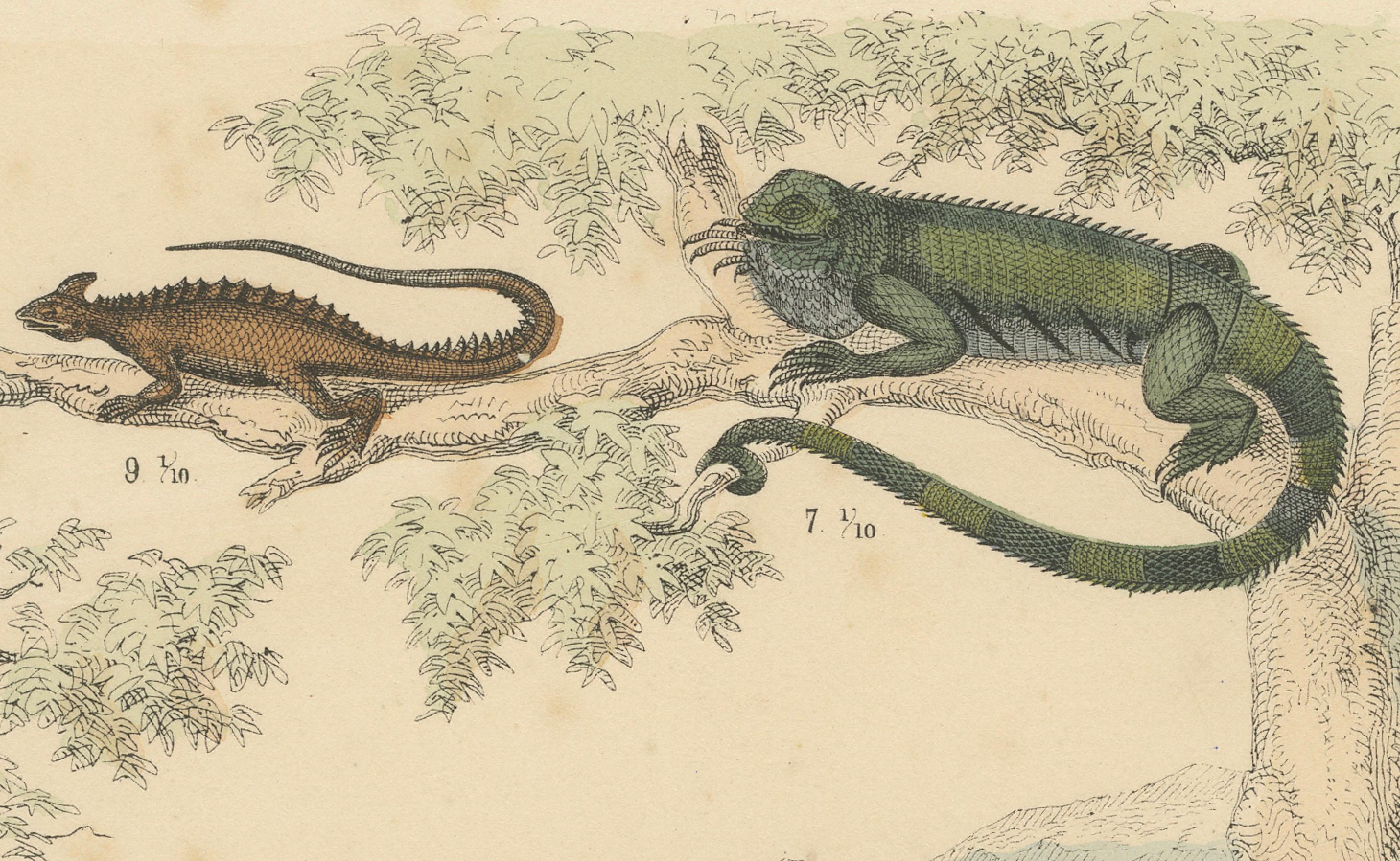 German Crocodiles, Lizards & Reptiles Print: Alligator, Monitor, Iguana – Antique 1867 For Sale