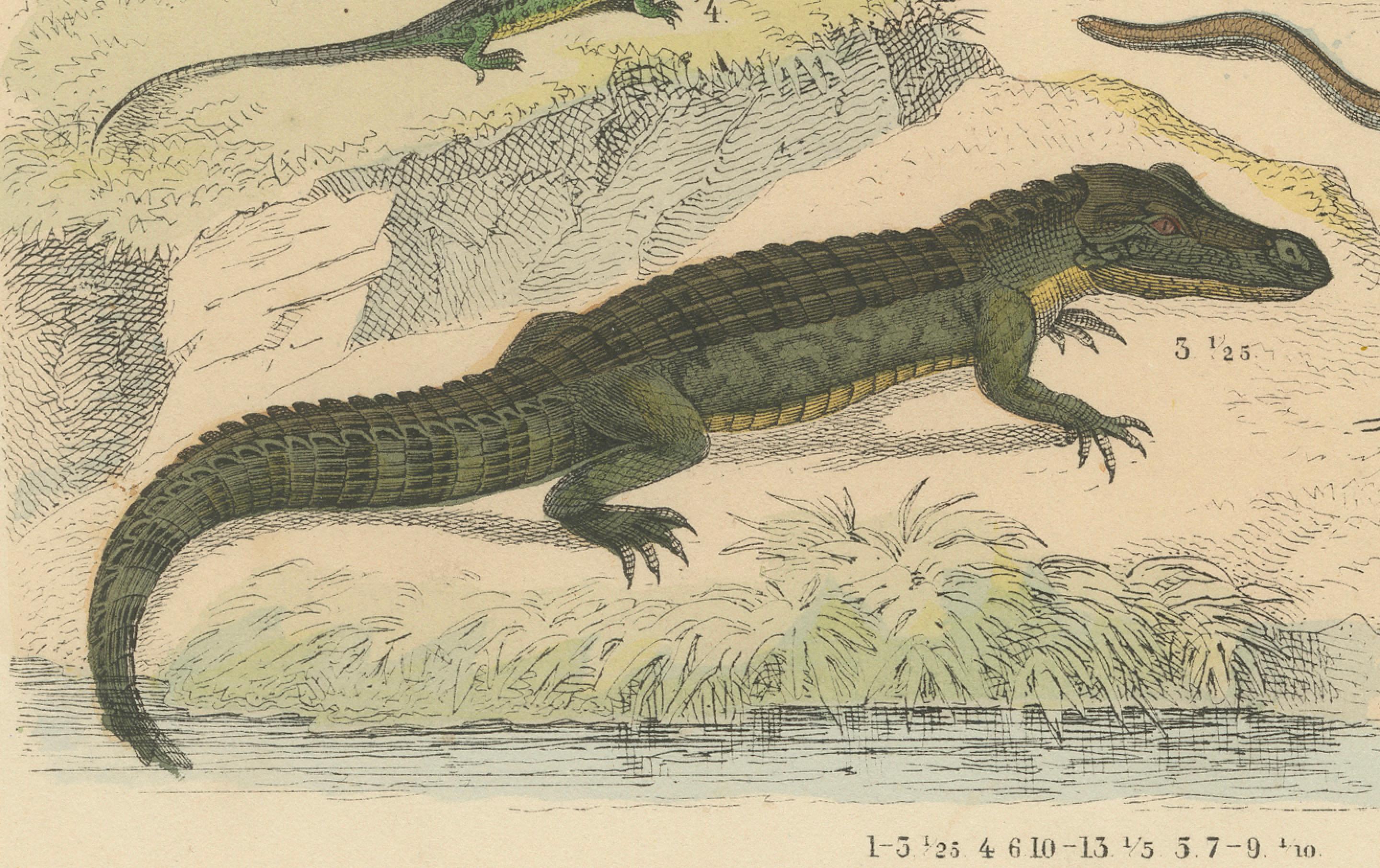 Mid-19th Century Crocodiles, Lizards & Reptiles Print: Alligator, Monitor, Iguana – Antique 1867 For Sale