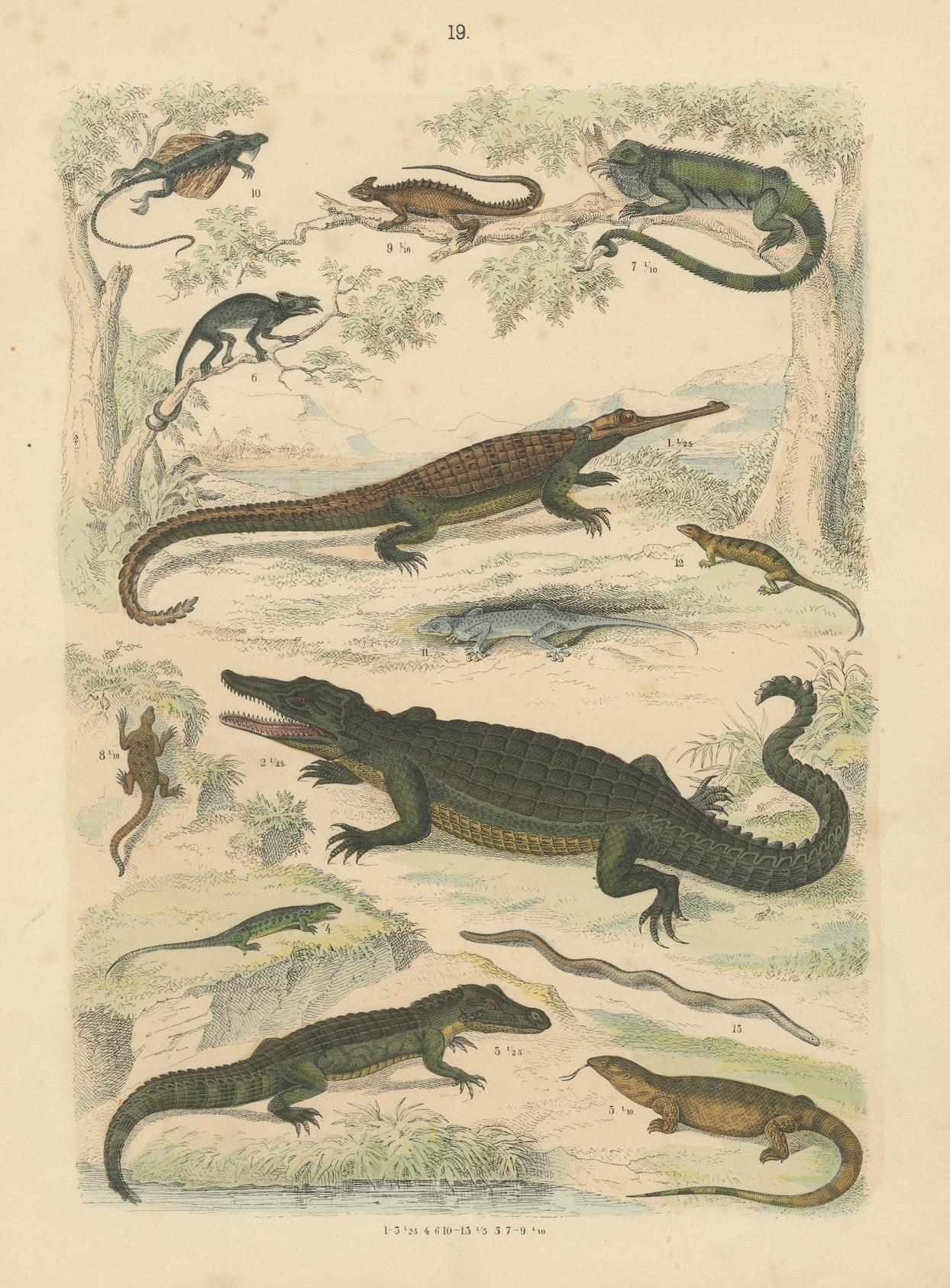 Crocodiles, Lizards & Reptiles Print: Alligator, Monitor, Iguana – Antique 1867 For Sale 2