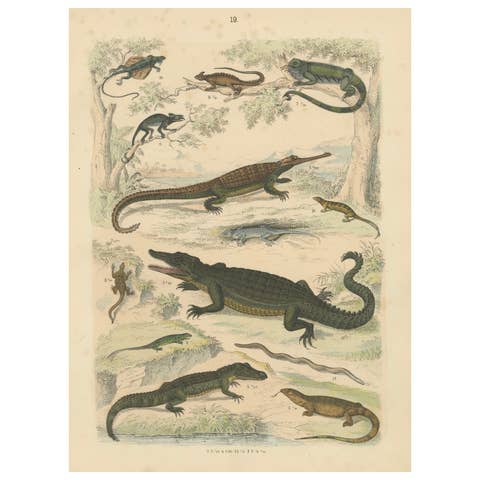 Crocodiles, Lizards & Reptiles Print: Alligator, Monitor, Iguana – Antique 1867