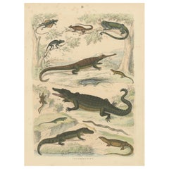 Crocodiles, Lizards & Reptiles Print: Alligator, Monitor, Iguana – Antique 1867