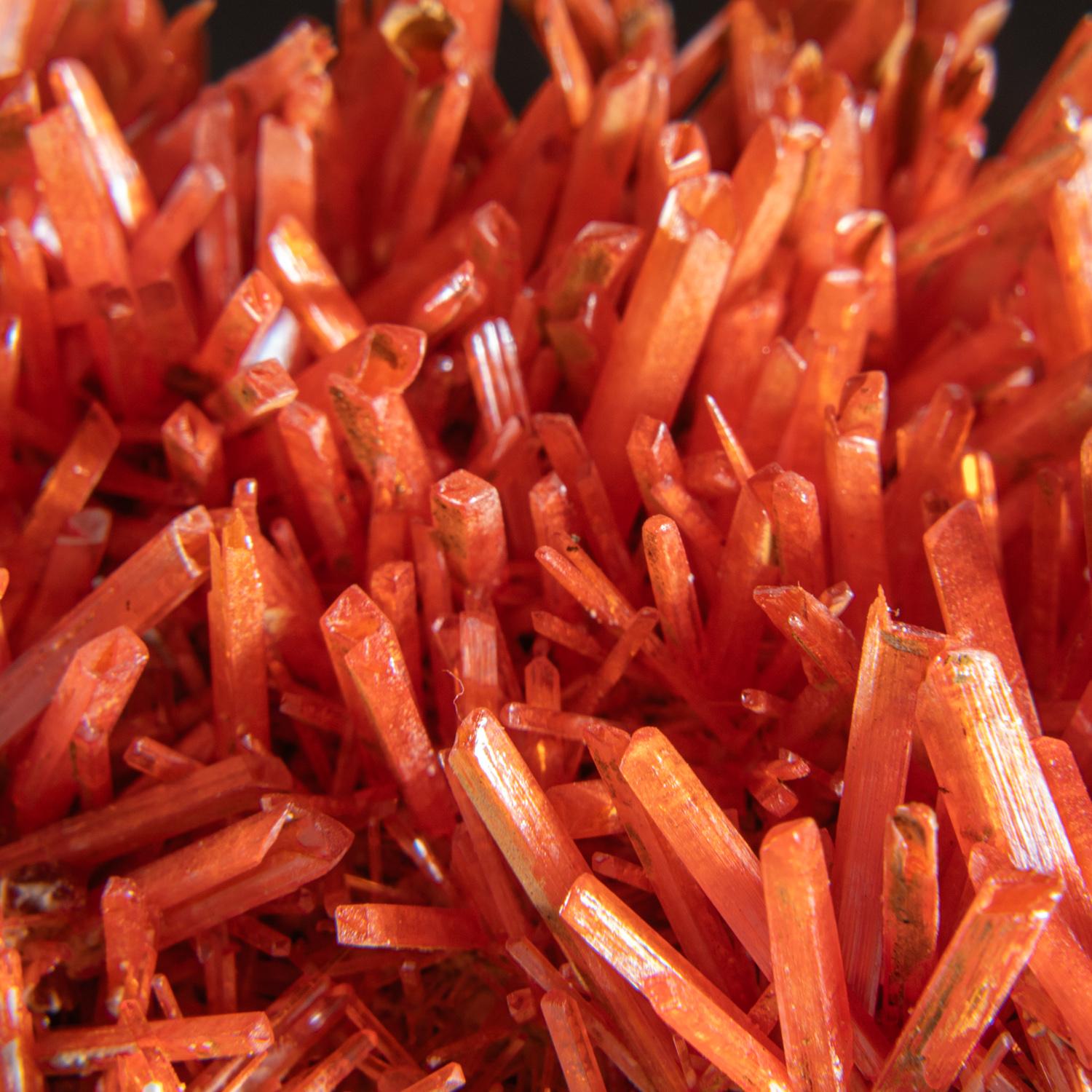 This unique red-orange Crocoite needle-like crystals from Red Lead Mine, Dundas, Tasmania, Australia. The lustrous and clean crystals have high visibility on the matrix, making this a standout piece for any mineral collection.

 

Weight: 84.6