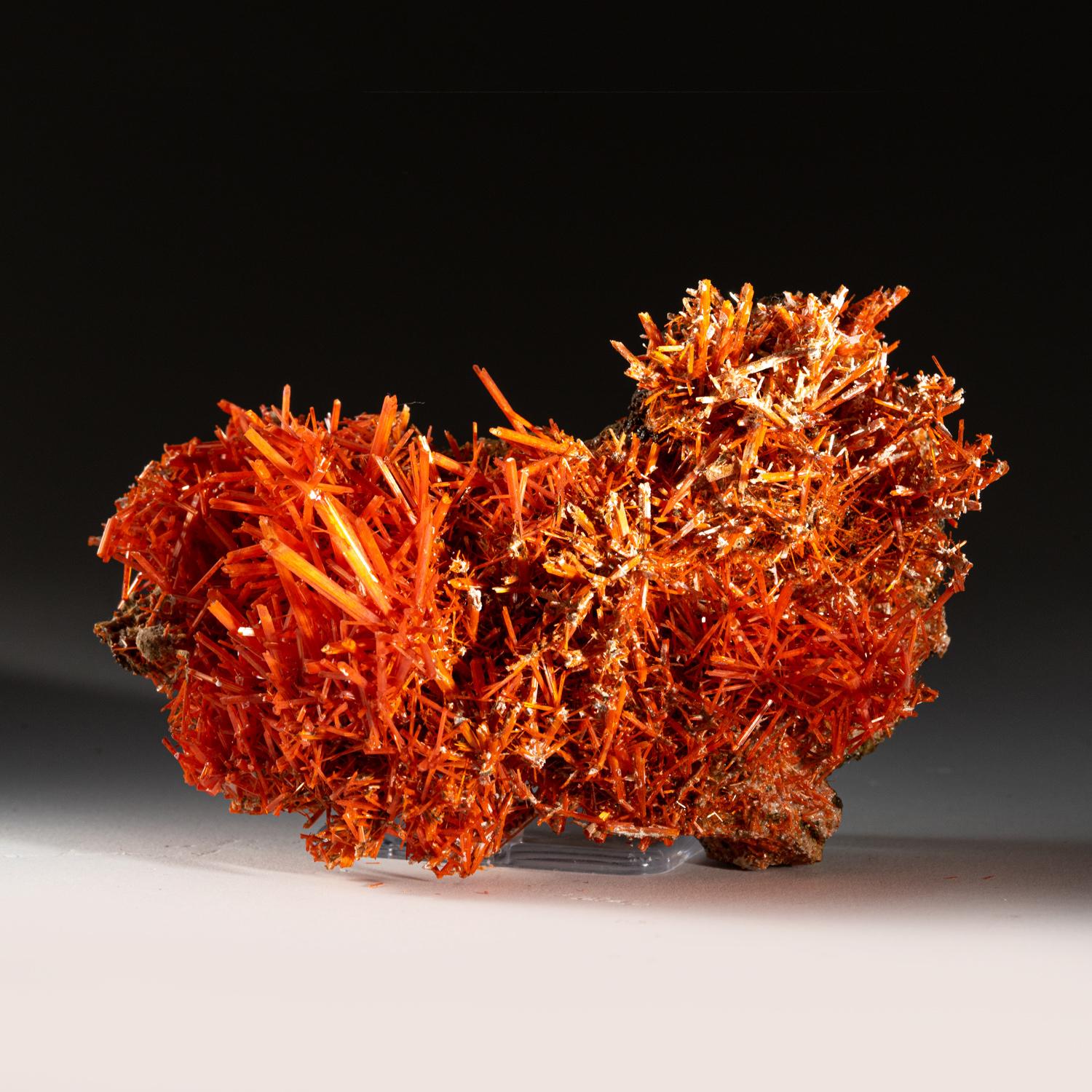 Crocoite from Red Lead Mine, Dundas, Tasmania, Australia In Excellent Condition For Sale In New York, NY