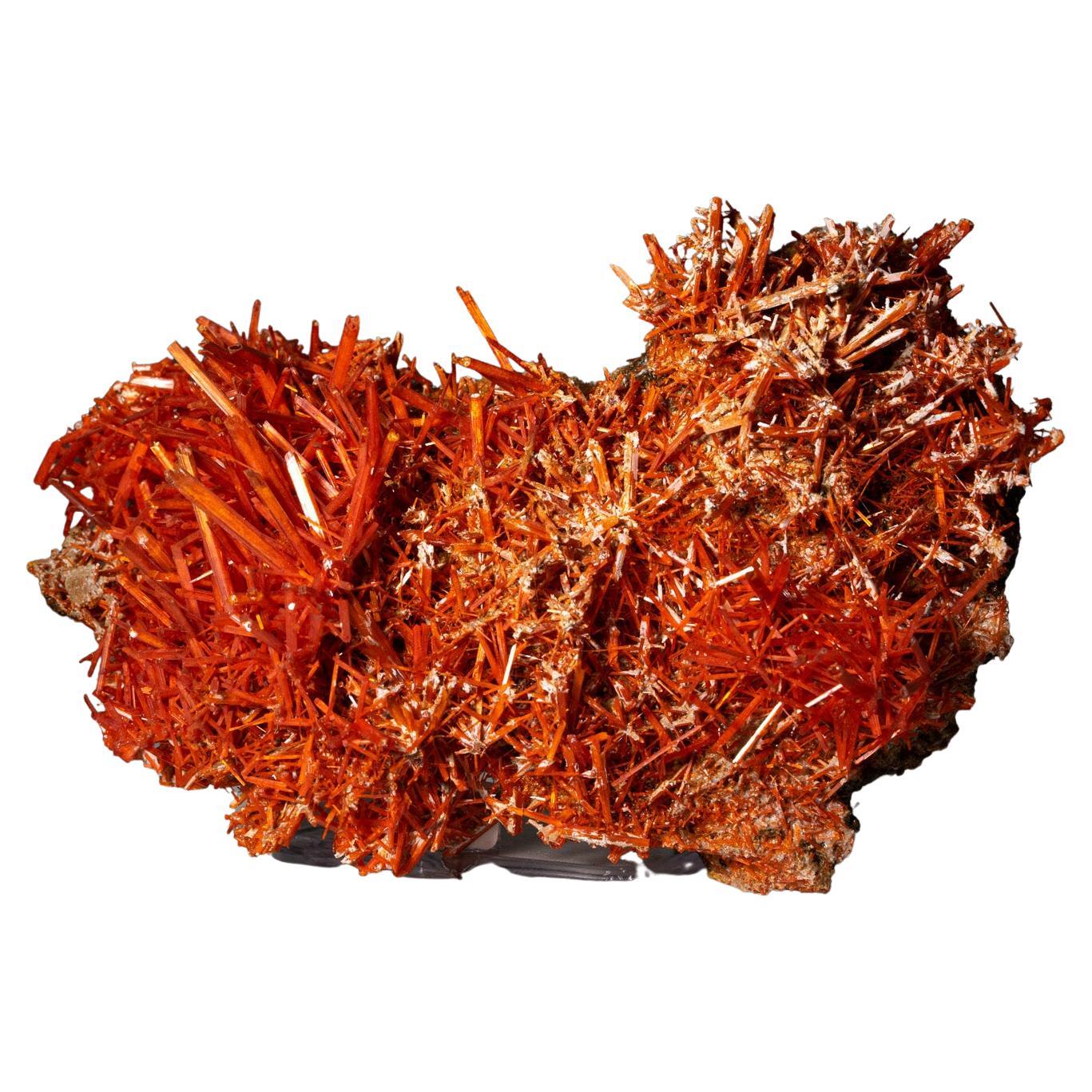 Crocoite from Red Lead Mine, Dundas, Tasmania, Australia For Sale