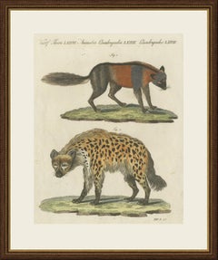 Cross Fox and Spotted Hyena, Antique Bertuch Print, Vienna, circa 1812