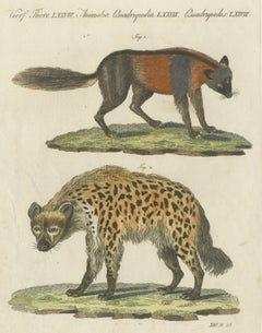 Cross Fox and Spotted Hyena, Antique Bertuch Print, Vienna, circa 1812