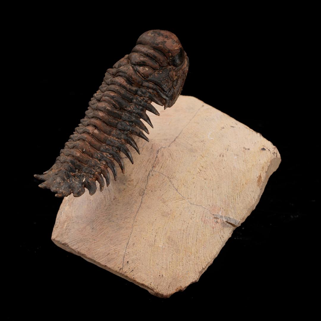 Moroccan Crotacephalina Trilobite From Morocco // 185 Grams // 400 Million Years Old For Sale
