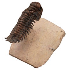 Trilobitée du Maroc // 185 grammes // 400 millions d'années
