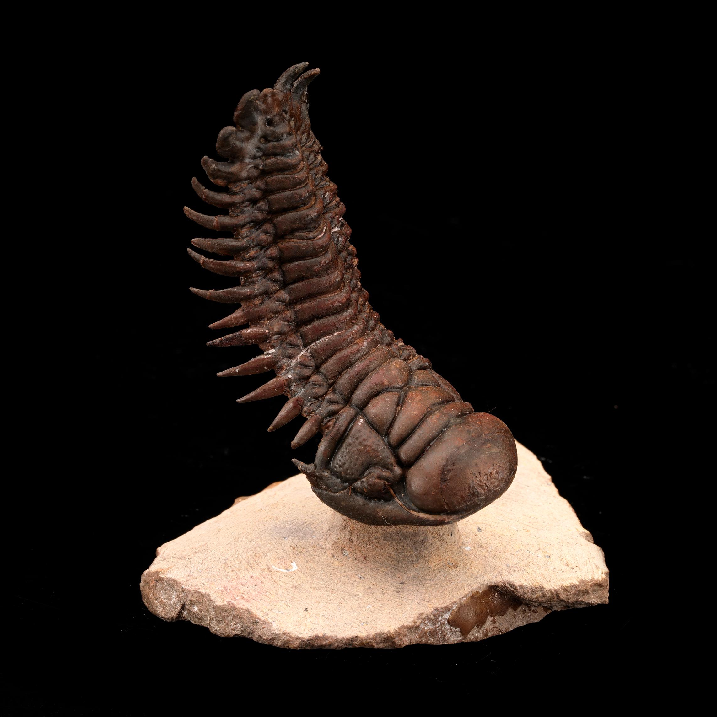 This 100% complete trilobite fossil of the species crotacephalina on its natural limestone matrix is estimated to date back as far as 400 million years. Out of Morocco, this specimen features intricate details of the hardy marine