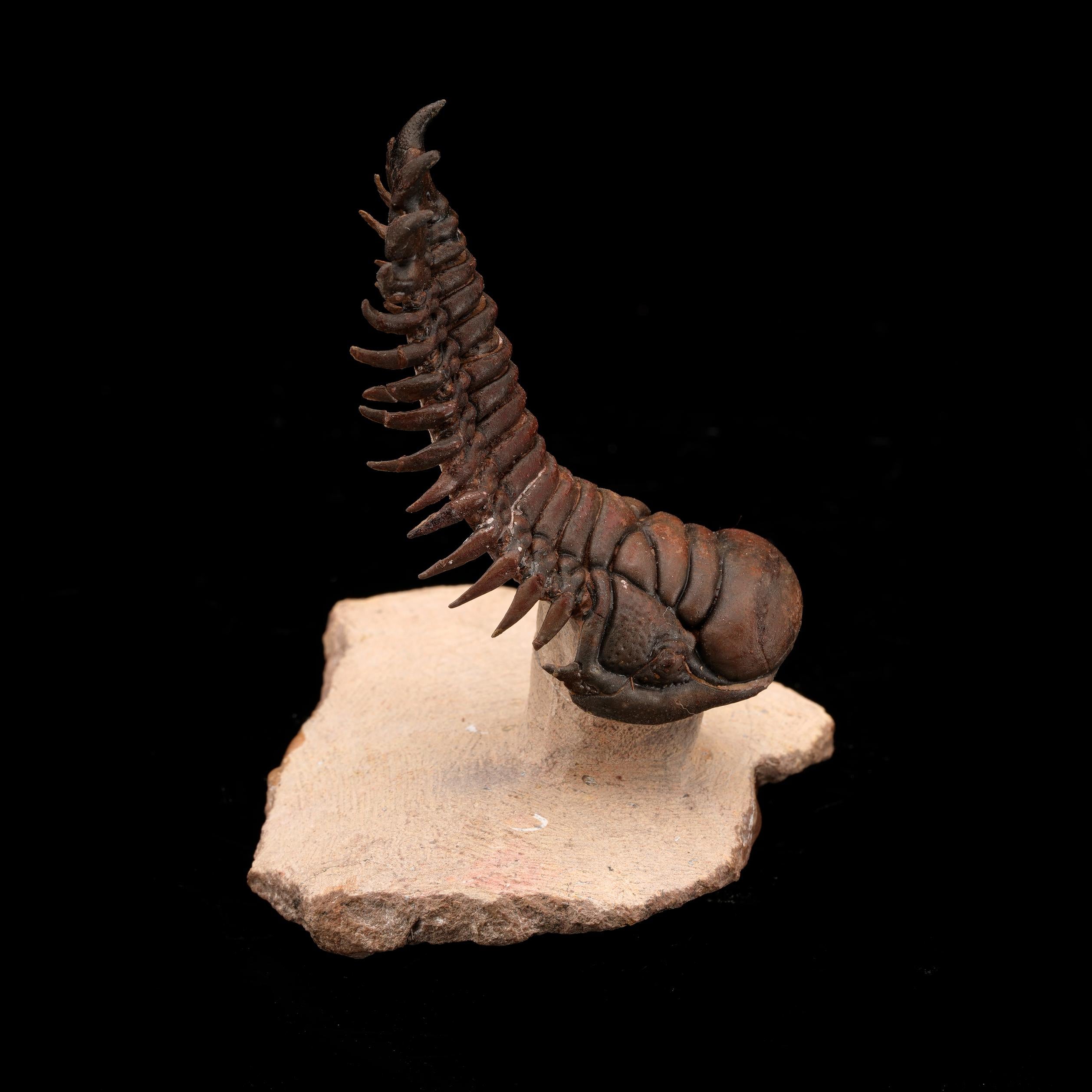 18th Century and Earlier Crotacephalina Trilobite From Morocco // 95 Grams // 400 Million Years Old For Sale