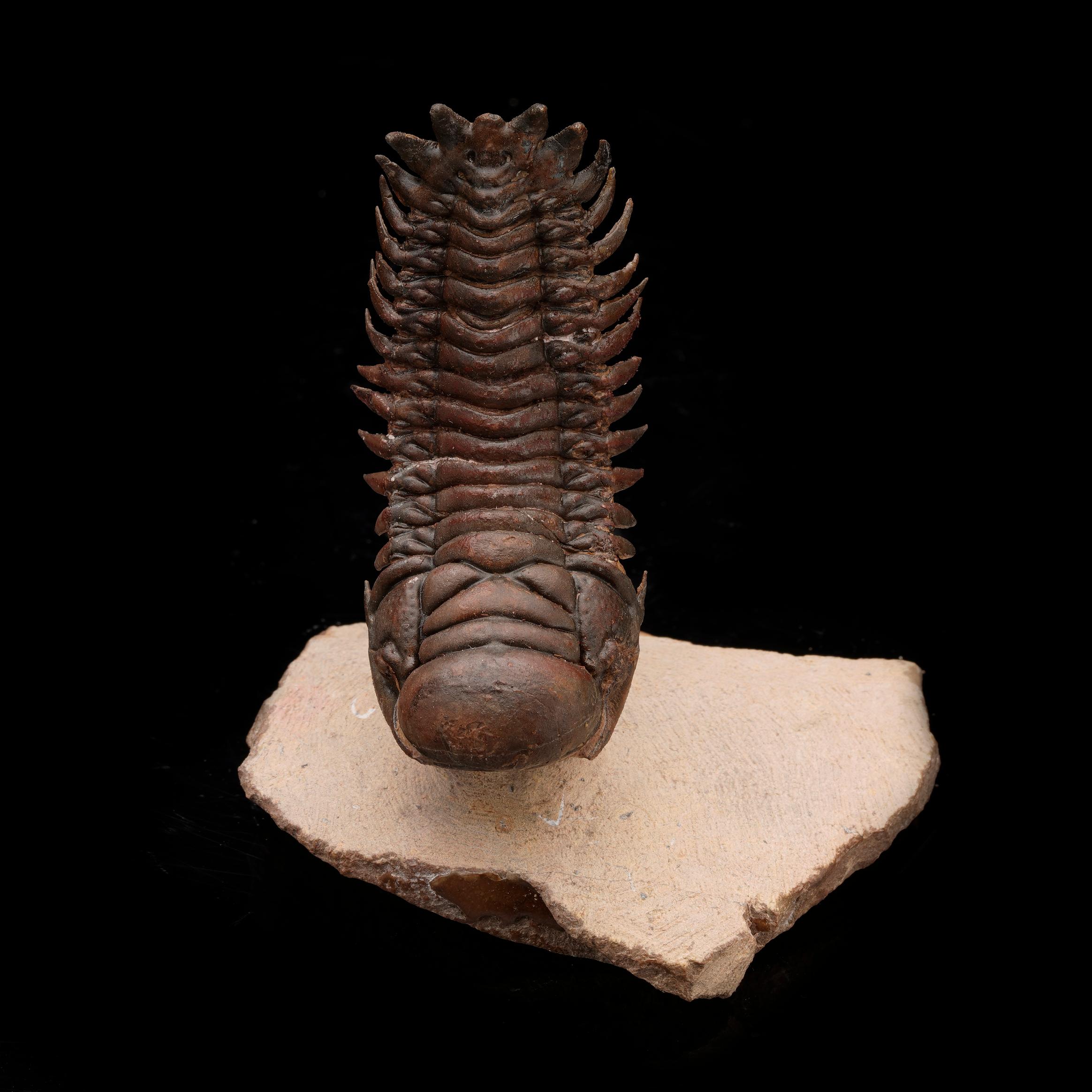 Other Crotacephalina Trilobite From Morocco // 95 Grams // 400 Million Years Old For Sale