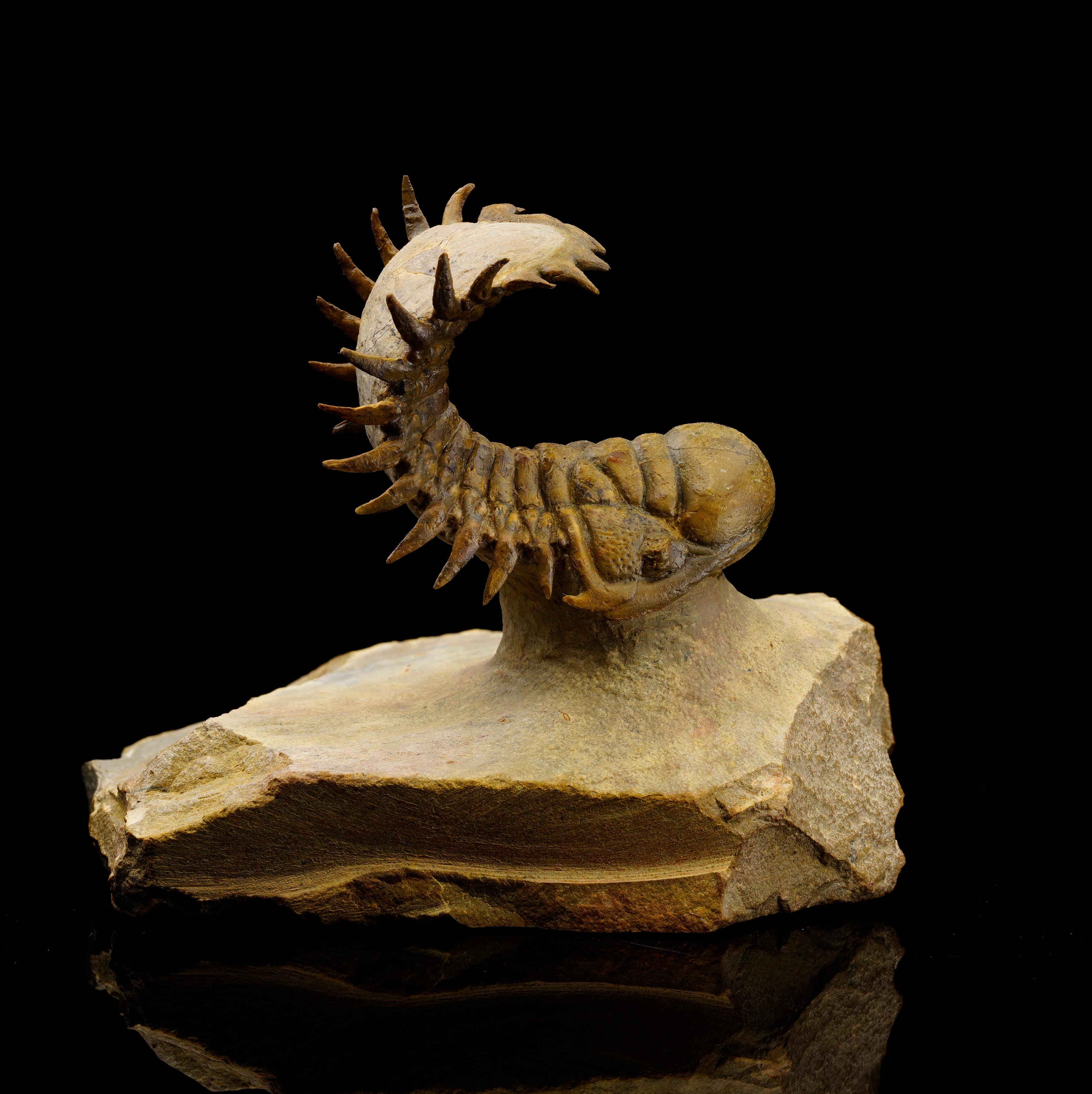 Ajoutez une pièce spectaculaire d'histoire naturelle à votre collection avec ce trilobite Crotalocephalina gibba magnifiquement préservé, datant de la période du Dévonien inférieur, soit environ 400 millions d'années. Préparé de manière experte pour