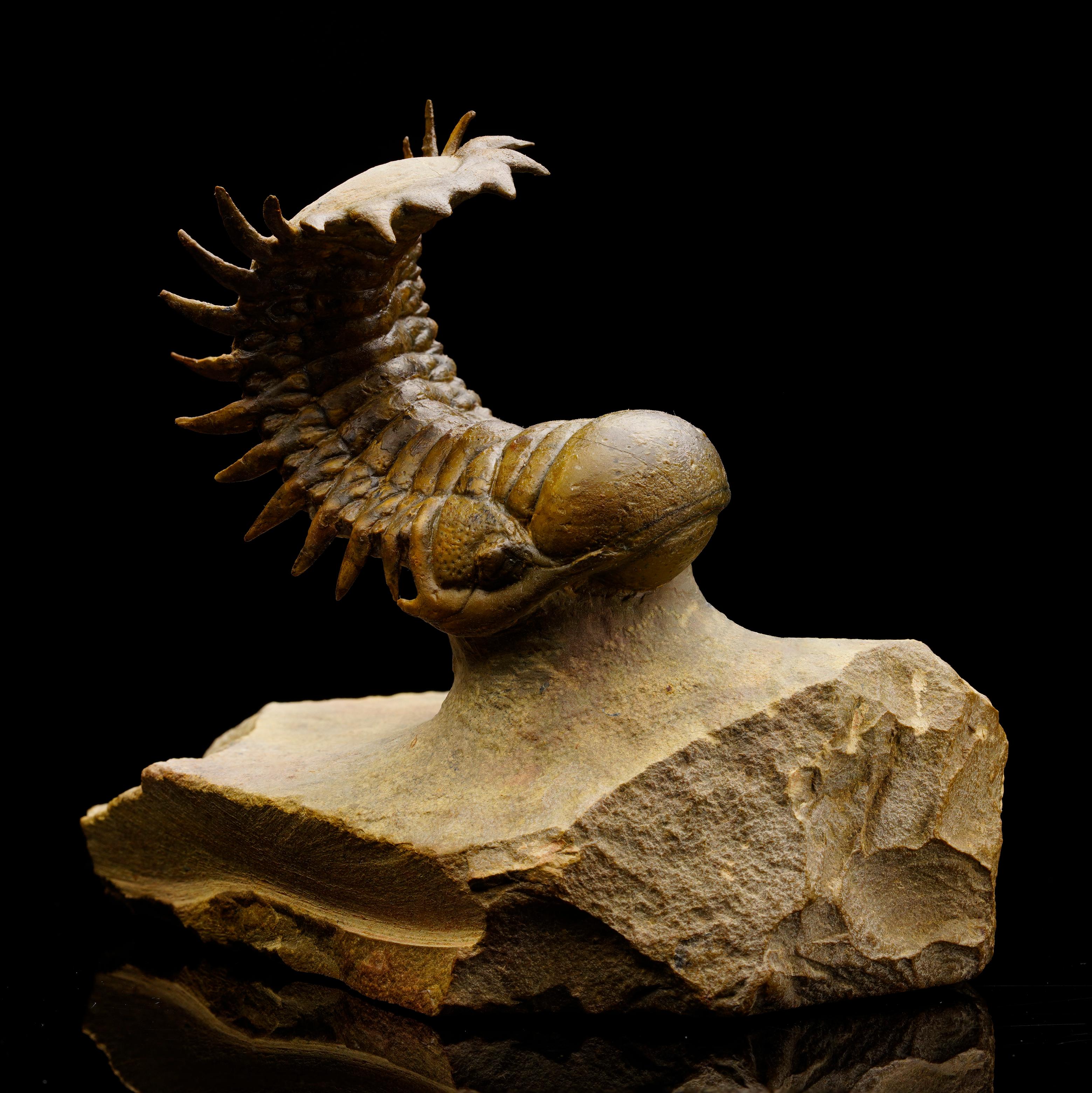 Marocain Trilobite Crotacephalina du Maroc en vente