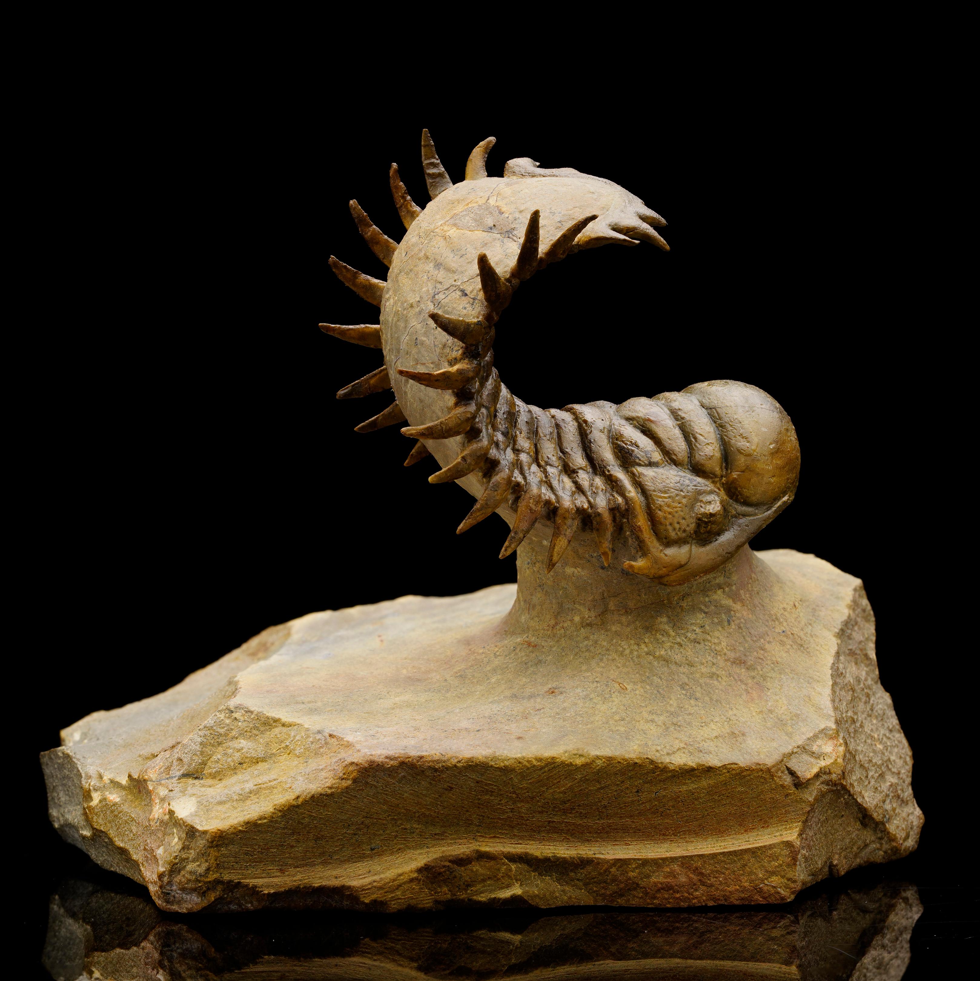 Trilobite Crotacephalina du Maroc Excellent état - En vente à New York, NY