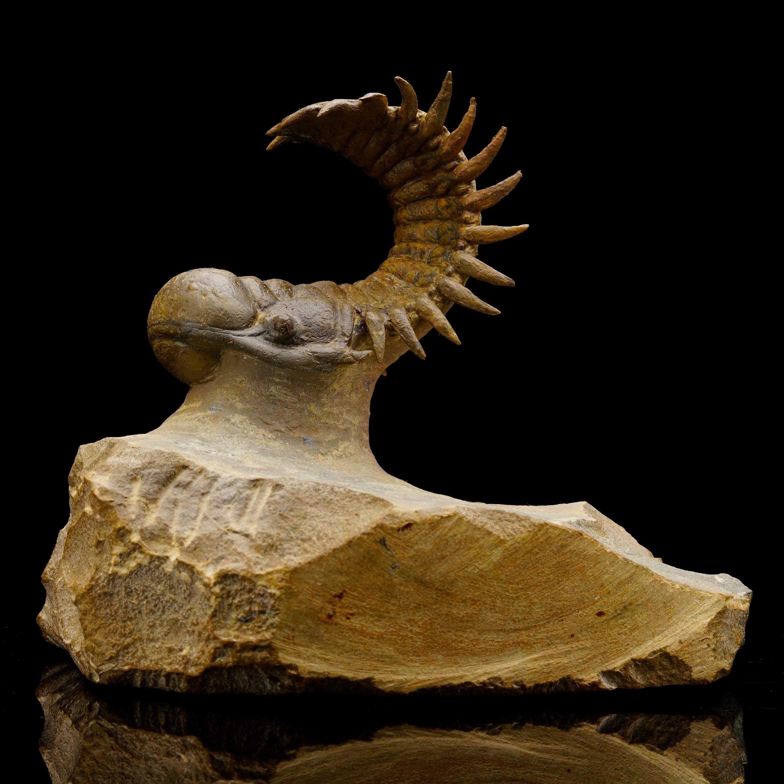 XVIIIe siècle et antérieur Trilobite Crotacephalina du Maroc en vente