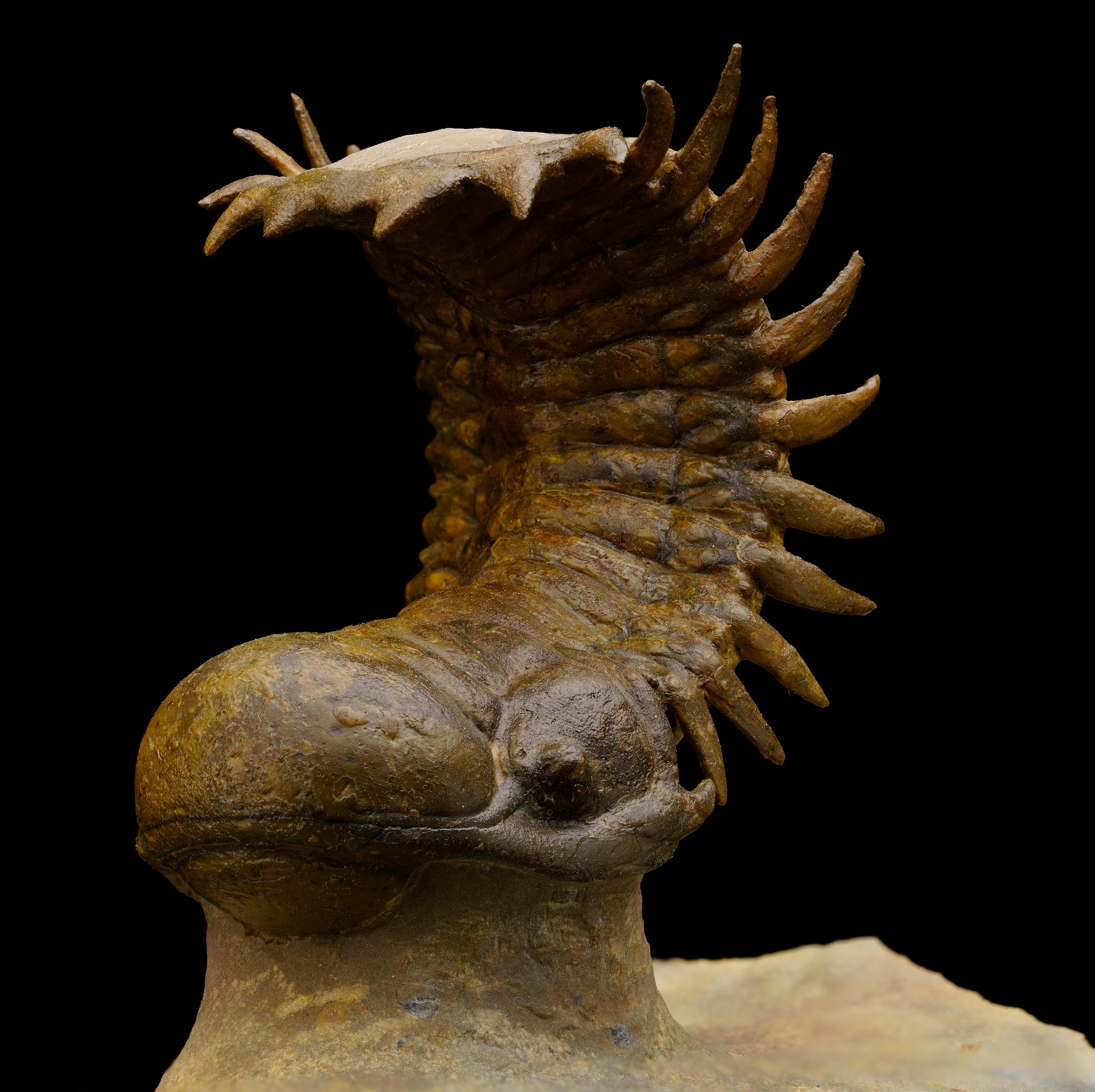 Autre Trilobite Crotacephalina du Maroc en vente