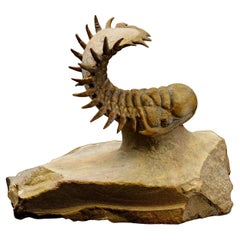 Trilobite Crotacephalina du Maroc