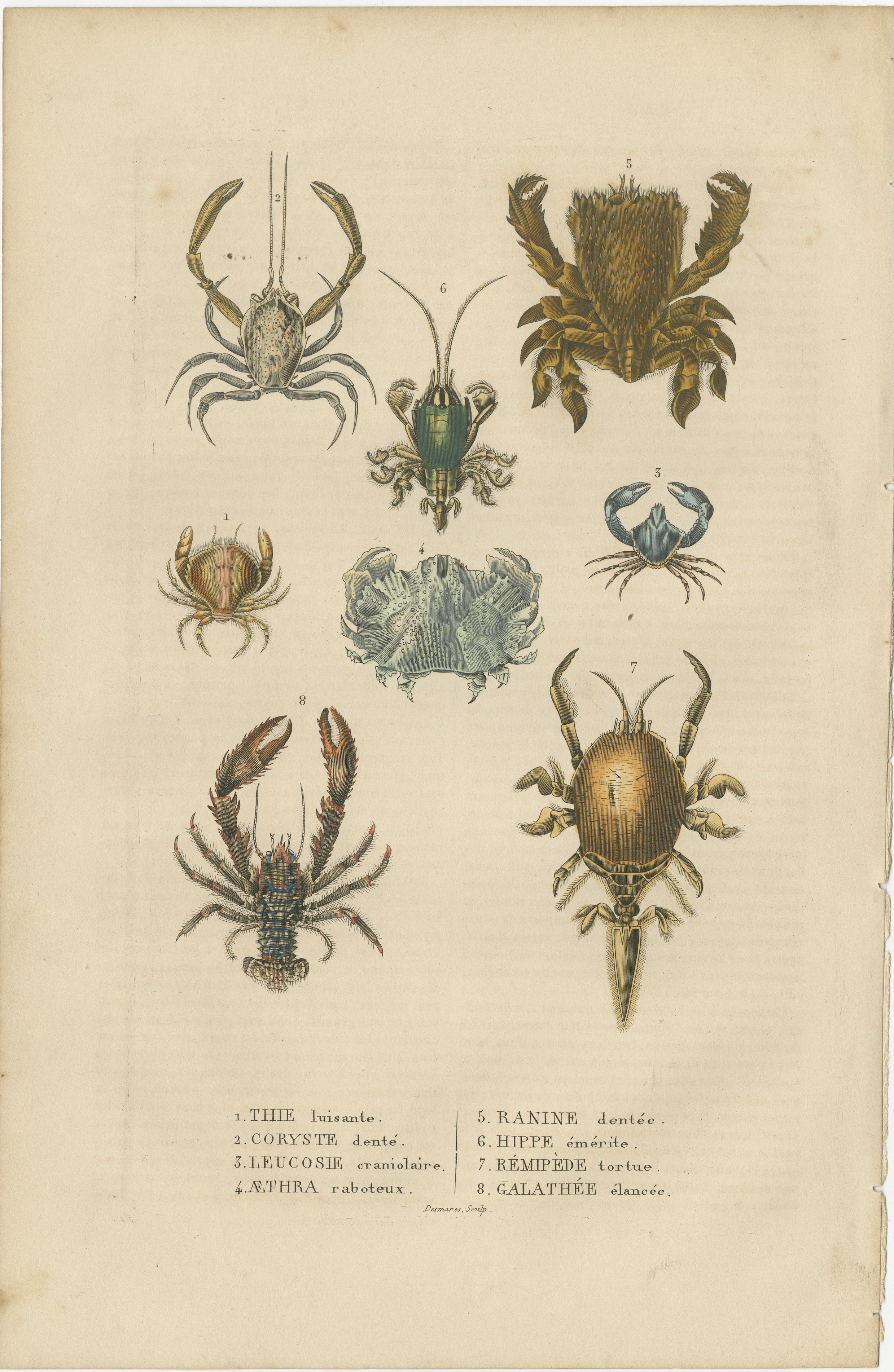 This original hand-colored antique engraving appears to depict a variety of crustaceans, which are characterized by their hard exoskeletons, segmented bodies, and jointed limbs. Each of the numbered creatures is labeled in French with common names