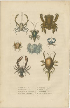 Crustacean Varieties in Drapiez's Natural Sciences Dictionary, 1845