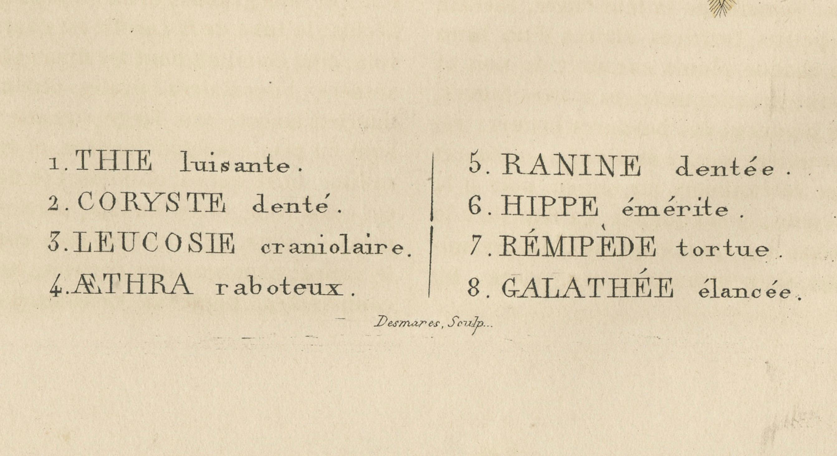 Engraved Crustacean Varieties in Drapiez's Natural Sciences Dictionary, 1845 For Sale