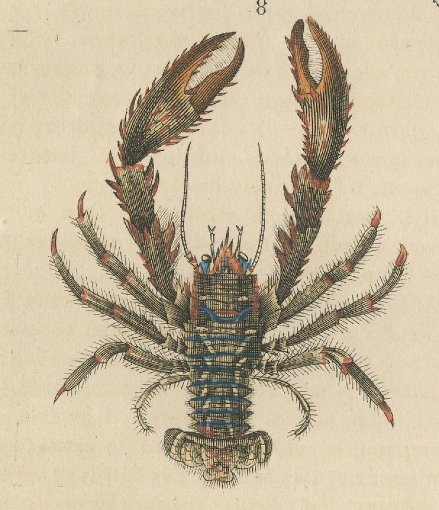 Crustacean Varieties in Drapiez's Natural Sciences Dictionary, 1845 In Good Condition For Sale In Langweer, NL