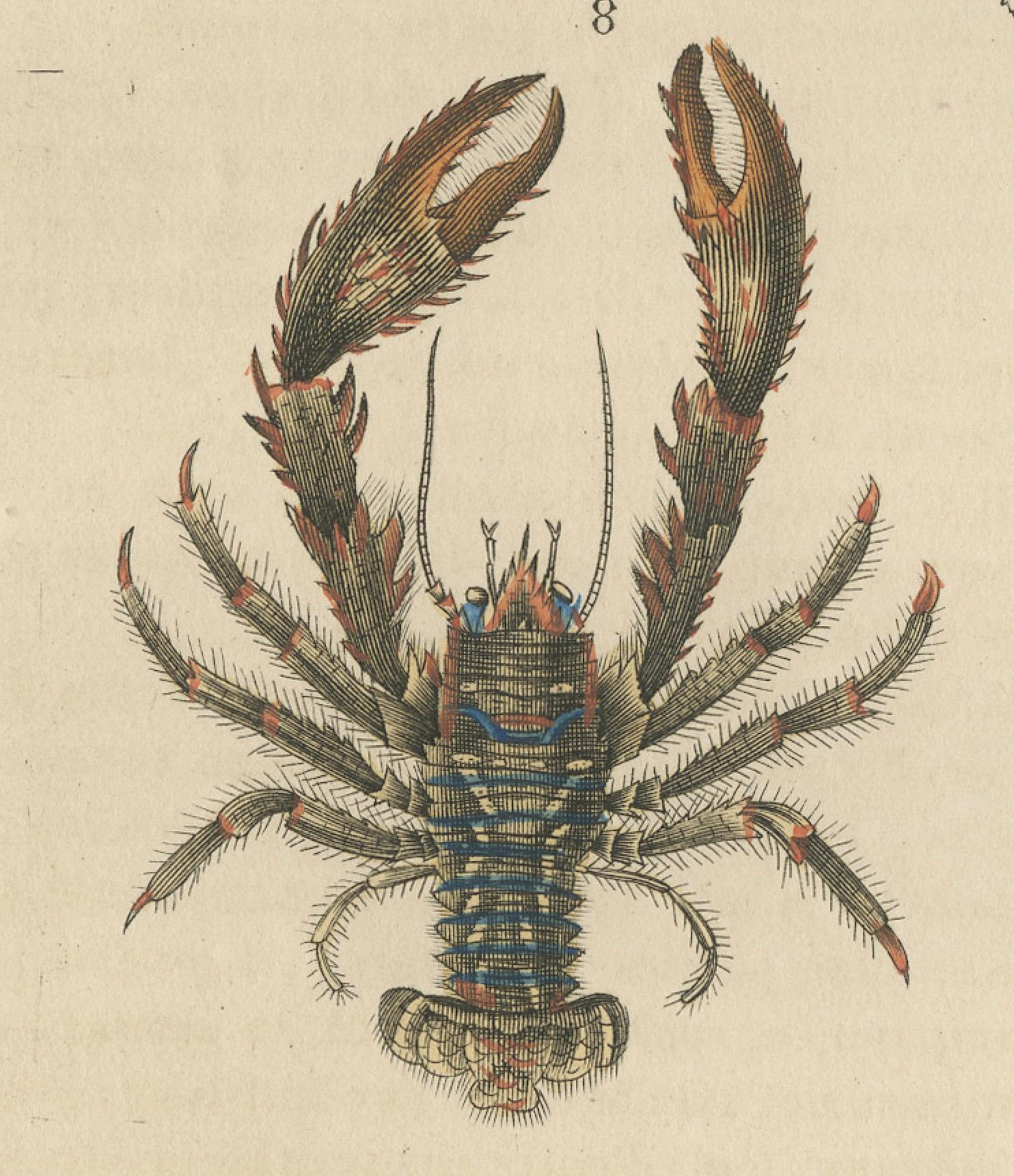 Varieties Crustacean in Drapiez's Natural Sciences Dictionary, 1845 Bon état - En vente à Langweer, NL