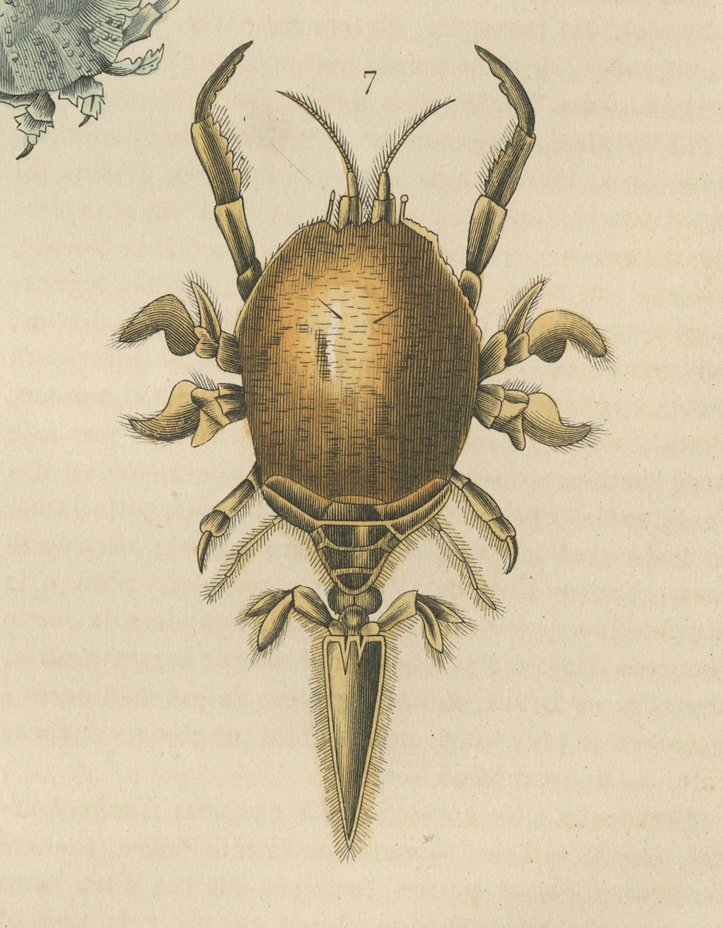 Mid-19th Century Crustacean Varieties in Drapiez's Natural Sciences Dictionary, 1845 For Sale