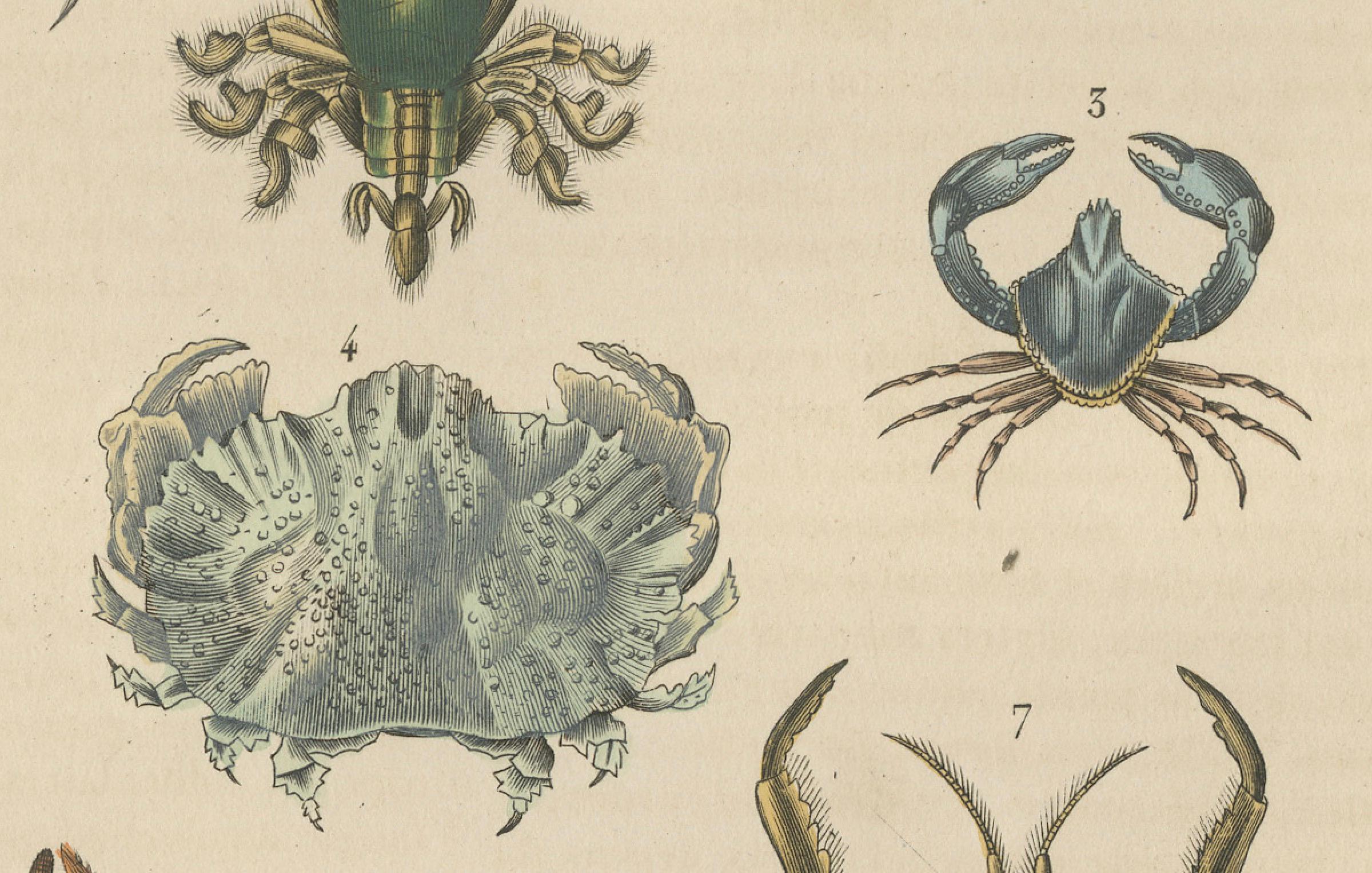 Paper Crustacean Varieties in Drapiez's Natural Sciences Dictionary, 1845 For Sale
