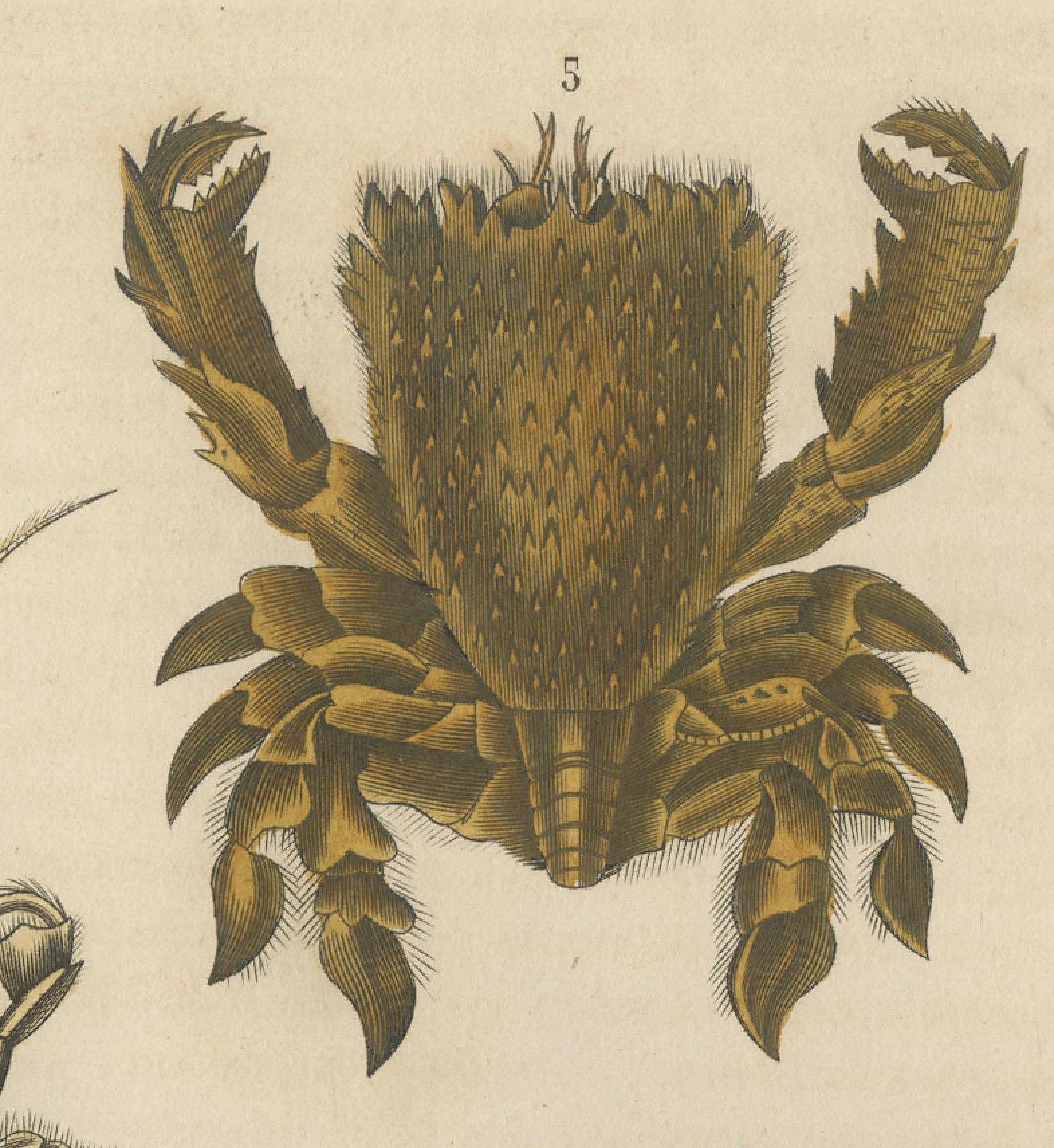 Crustacean Varieties in Drapiez's Natural Sciences Dictionary, 1845 For Sale 1