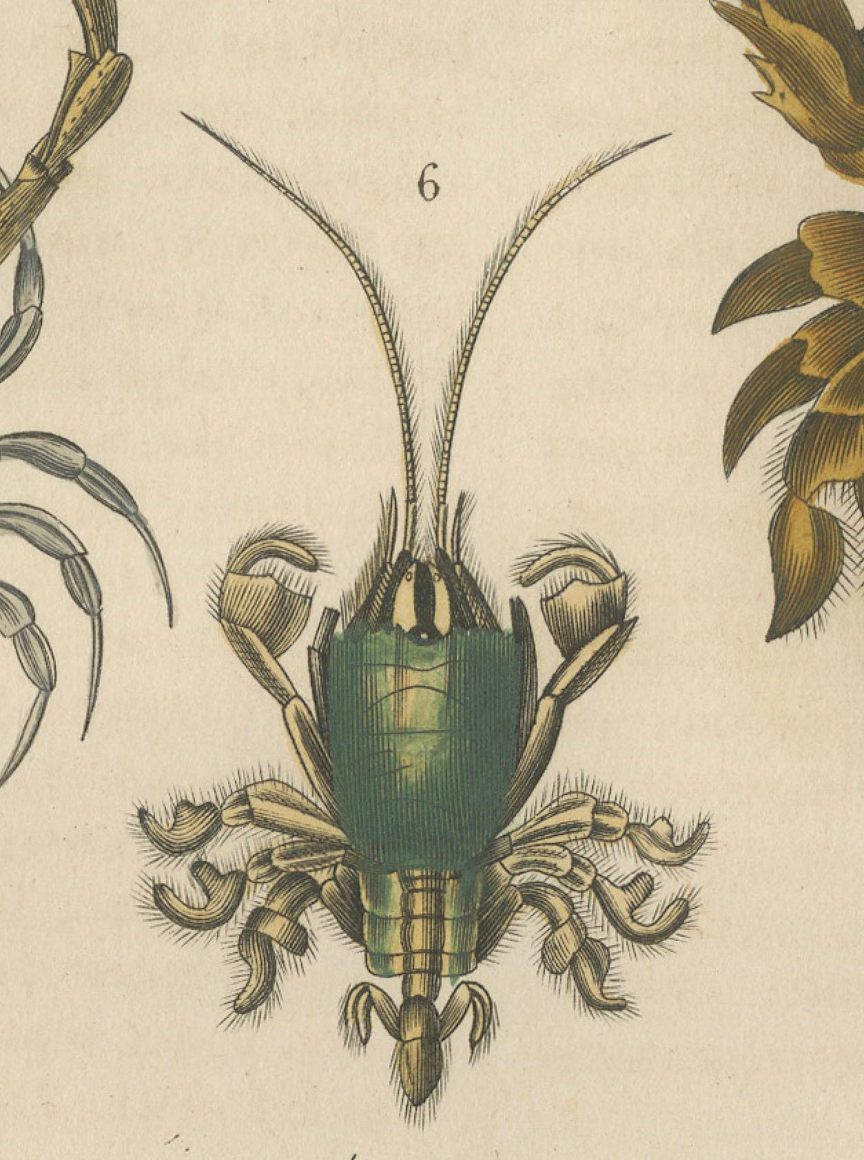 Crustacean Varieties in Drapiez's Natural Sciences Dictionary, 1845 For Sale 2