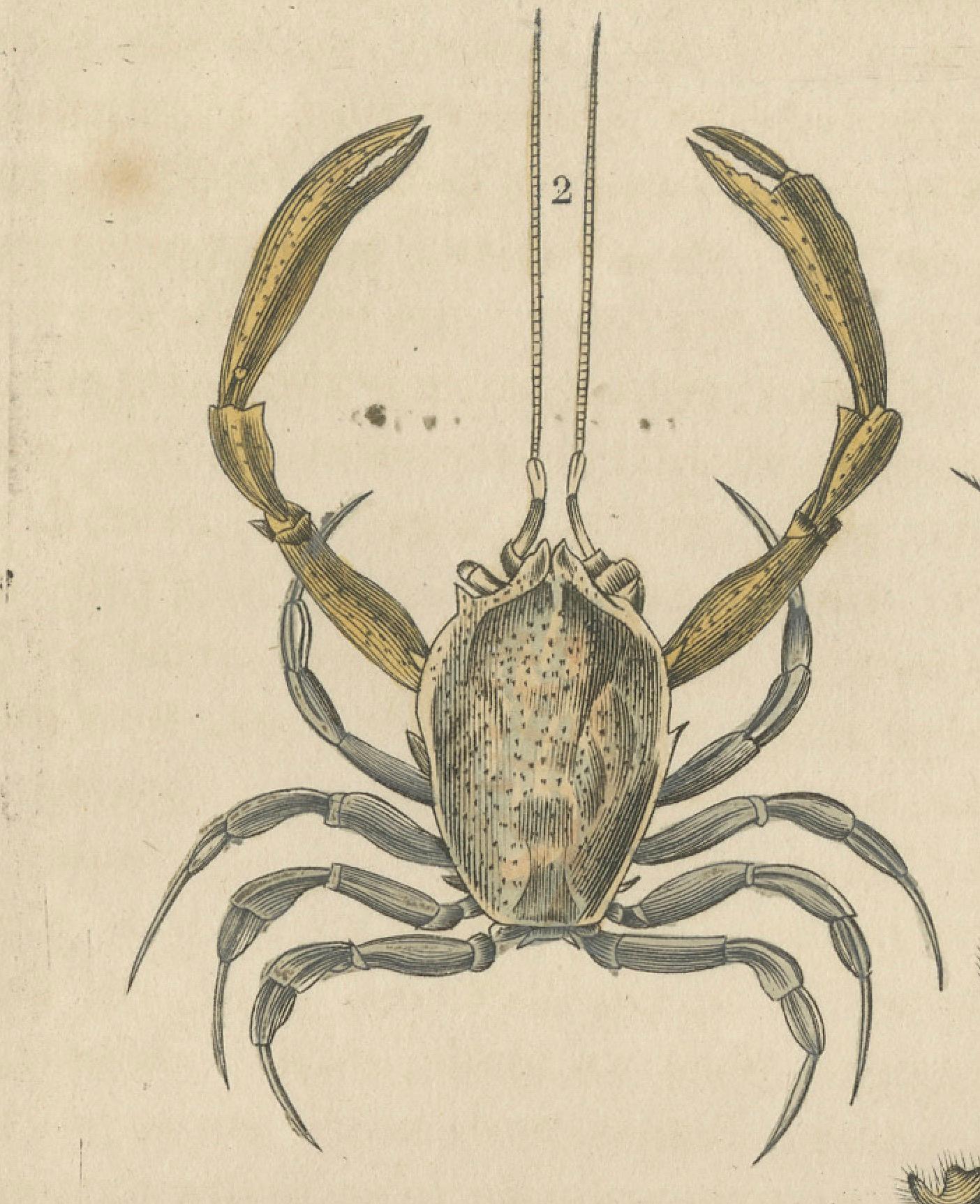 Crustacean Varieties in Drapiez's Natural Sciences Dictionary, 1845 For Sale 3
