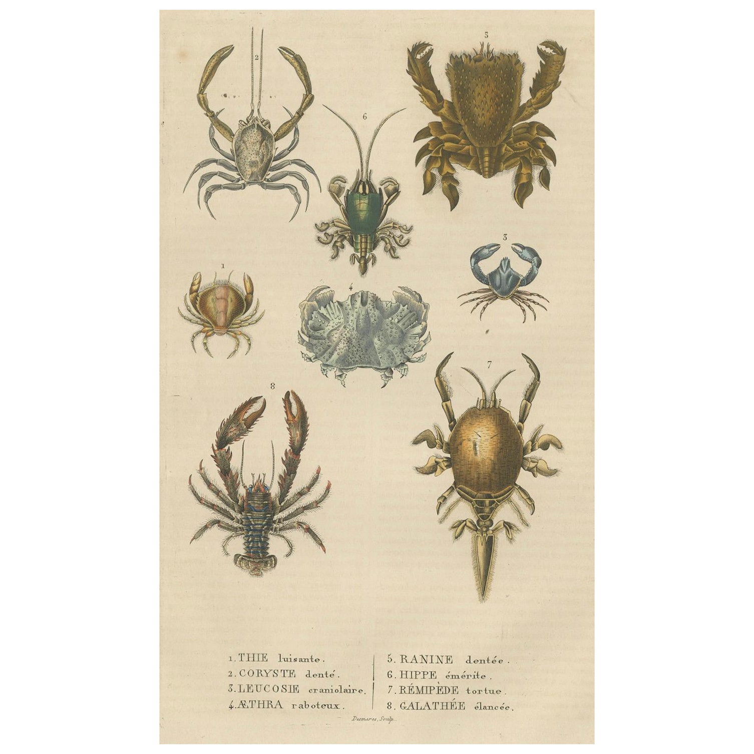 Krustentierarten in Drapiez' Wörterbuch der Naturwissenschaften, 1845
