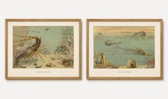 Crustaceans & Cephalopoda – Pair of Marine Natural History Prints, Lydekker 1896