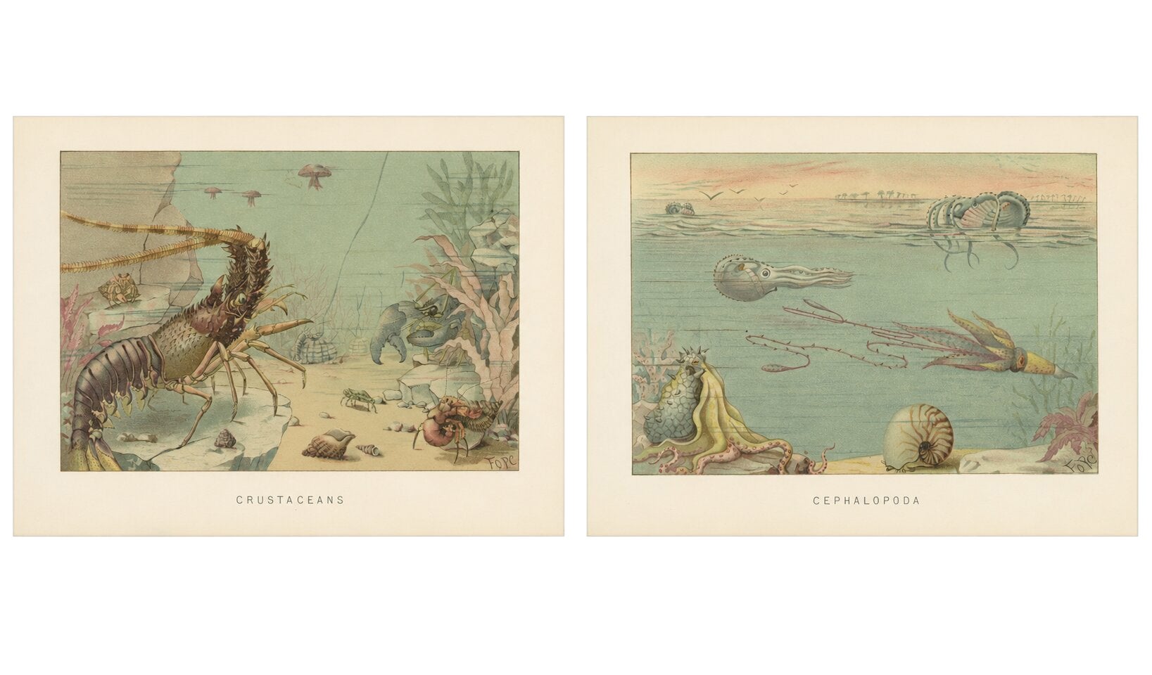 Crustaceans & Cephalopoda – Pair of Marine Natural History Prints, Lydekker 1896